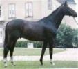Iago C