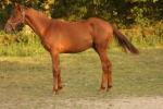 Ulor - 1yo - Pauline et Romain Chevalier - www.elevage-palija.com