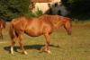 fille champeix
