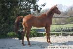 Ulor - 2yo - Pauline et Romain Chevalier - www.elevage-palija.com