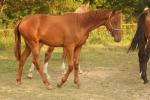 Ulor - 1yo - Pauline et Romain Chevalier - www.elevage-palija.com