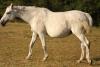 ceres rouge