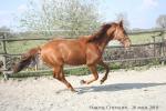 Ulor - 2yo - Pauline et Romain Chevalier - www.elevage-palija.com