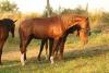 tenor champeix