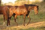 Forfairly Champeix