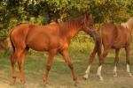 Ulor - 1yo - Pauline et Romain Chevalier - www.elevage-palija.com