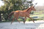 Ulor - 2yo - Pauline et Romain Chevalier - www.elevage-palija.com