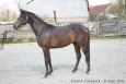 Ugolin - 2 yo