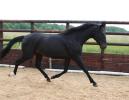 Topten Oxer Cie