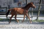 Ulor - 2yo - Pauline et Romain Chevalier - www.elevage-palija.com