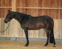 Safir Oxen Cie