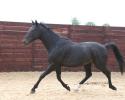 Topten Oxer Cie