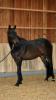 Safir Oxen Cie