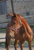 Ulor - 2yo - Pauline et Romain Chevalier - www.elevage-palija.com