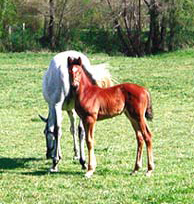 Haras de Champeix