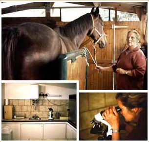 Haras de Champeix