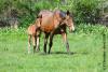 Fille d'Edelweis et Kraque Boom