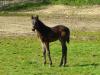 Pouliche de Yarlands Summer Song and Ceres Rouge 