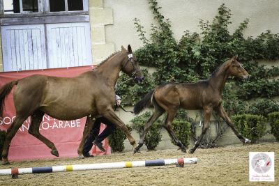 Kourlis Champeix (P Chevalier)