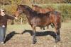 César Champeix SF (Millar BWP & Happy Girl II(Quito de Baussy))