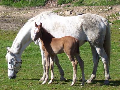 Pouliche de Milor Champeix et Ceres de Champeix