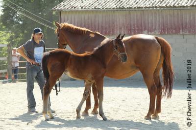 Lysine et sa pouliche de Querlybet Hero 