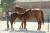 Très beau concours poulinière au Haras