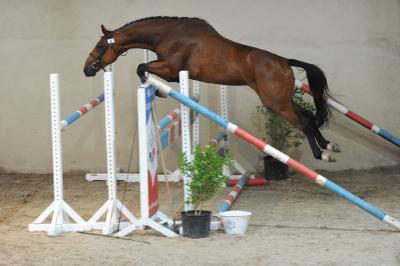 Thor Champeix (Les Garennes)