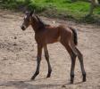 Haras de Champeix