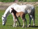 Haras de Champeix