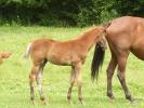 Haras de champeix