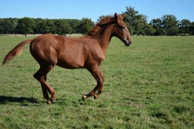 <br />
<b>Notice</b>:  Undefined index: offres in <b>/home/web/digistal3/haraschampeix/fr/production-ficheC.php</b> on line <b>67</b><br />
<br />
<b>Notice</b>:  Trying to access array offset on value of type null in <b>/home/web/digistal3/haraschampeix/fr/production-ficheC.php</b> on line <b>67</b><br />
<br />
<b>Notice</b>:  Trying to access array offset on value of type null in <b>/home/web/digistal3/haraschampeix/fr/production-ficheC.php</b> on line <b>67</b><br />
<br />
<b>Notice</b>:  Trying to access array offset on value of type null in <b>/home/web/digistal3/haraschampeix/fr/production-ficheC.php</b> on line <b>67</b><br />
<br />
<b>Notice</b>:  Trying to access array offset on value of type null in <b>/home/web/digistal3/haraschampeix/fr/production-ficheC.php</b> on line <b>67</b><br />
