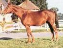 Fayriland II