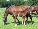 Haras de Champeix