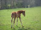 Haras de Champeix