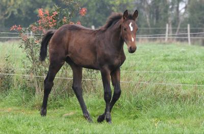 <br />
<b>Notice</b>:  Undefined index: offres in <b>/home/web/digistal3/haraschampeix/fr/impression-fichesC.php</b> on line <b>75</b><br />
<br />
<b>Notice</b>:  Trying to access array offset on value of type null in <b>/home/web/digistal3/haraschampeix/fr/impression-fichesC.php</b> on line <b>75</b><br />
<br />
<b>Notice</b>:  Trying to access array offset on value of type null in <b>/home/web/digistal3/haraschampeix/fr/impression-fichesC.php</b> on line <b>75</b><br />
<br />
<b>Notice</b>:  Trying to access array offset on value of type null in <b>/home/web/digistal3/haraschampeix/fr/impression-fichesC.php</b> on line <b>75</b><br />
<br />
<b>Notice</b>:  Trying to access array offset on value of type null in <b>/home/web/digistal3/haraschampeix/fr/impression-fichesC.php</b> on line <b>75</b><br />
