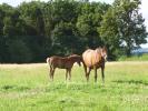 Haras de Champeix