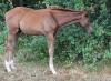 pollux champeix