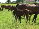 Haras de Champeix