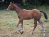 PIROUETTE CHAMPEIX